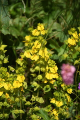 Rhynchocorys elephas