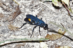 Anoplius atrox