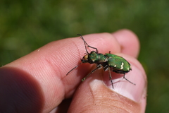 Cicindela desertorum