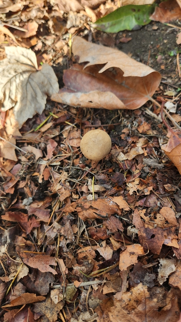 Xerocomellus cisalpinus · April 2025 · photo: © squidney8 (iNaturalist, cc0)