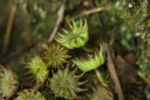 Image of Illicium angustisepalum by no rights reserved