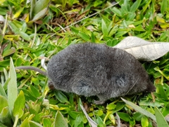 Cryptotis montivagus