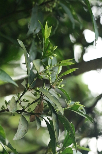 Aidia canthioides (Aidia canthioides)