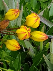 Gentianella hirculus