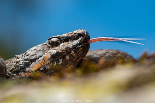 Mexican Smallhead Rattlesnake
