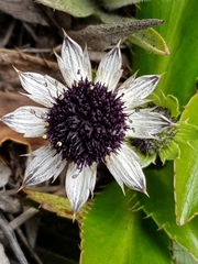 Eryngium humile