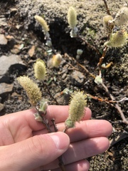 Salix lanata