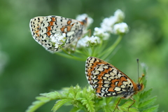 Melitaea interrupta