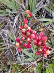 Gentianella hyssopifolia