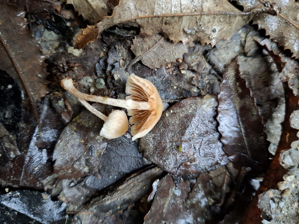 Tympanella galanthina · April 2025 · photo: © armillariabianca (iNaturalist, cc0)