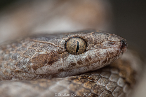 Tanzer’s Night Snake