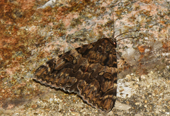Catocala coniuncta