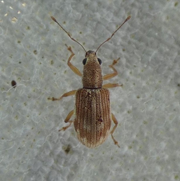Polydrusus partitus