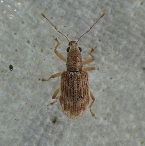 Polydrusus partitus
