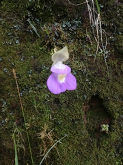 Utricularia unifolia