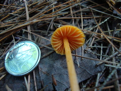Entoloma salmoneum