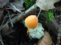 Entoloma salmoneum