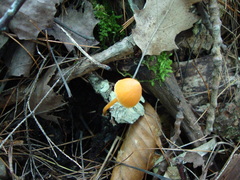 Entoloma salmoneum