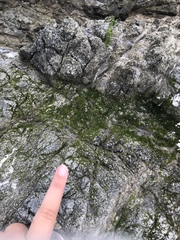 Prasiola crispa