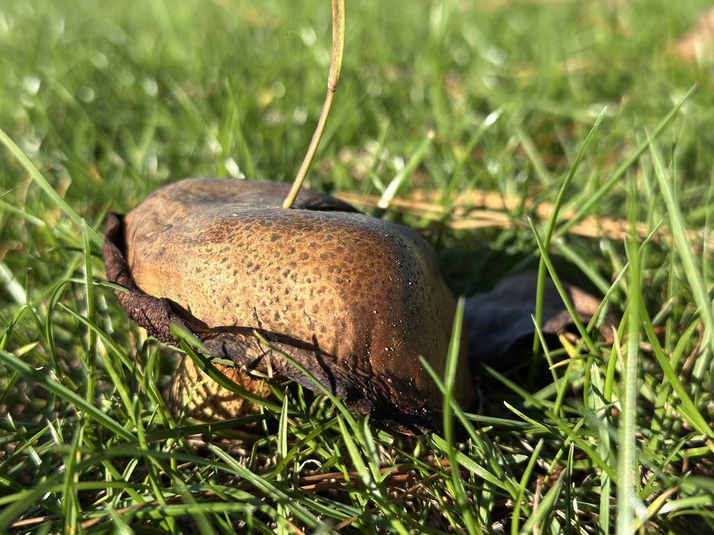 Suillus granulatus · April 2025 · photo: © marmalade101 (iNaturalist, cc0)