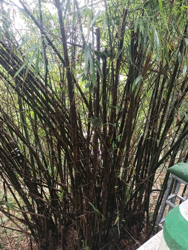 Foto de Bambu-chinês