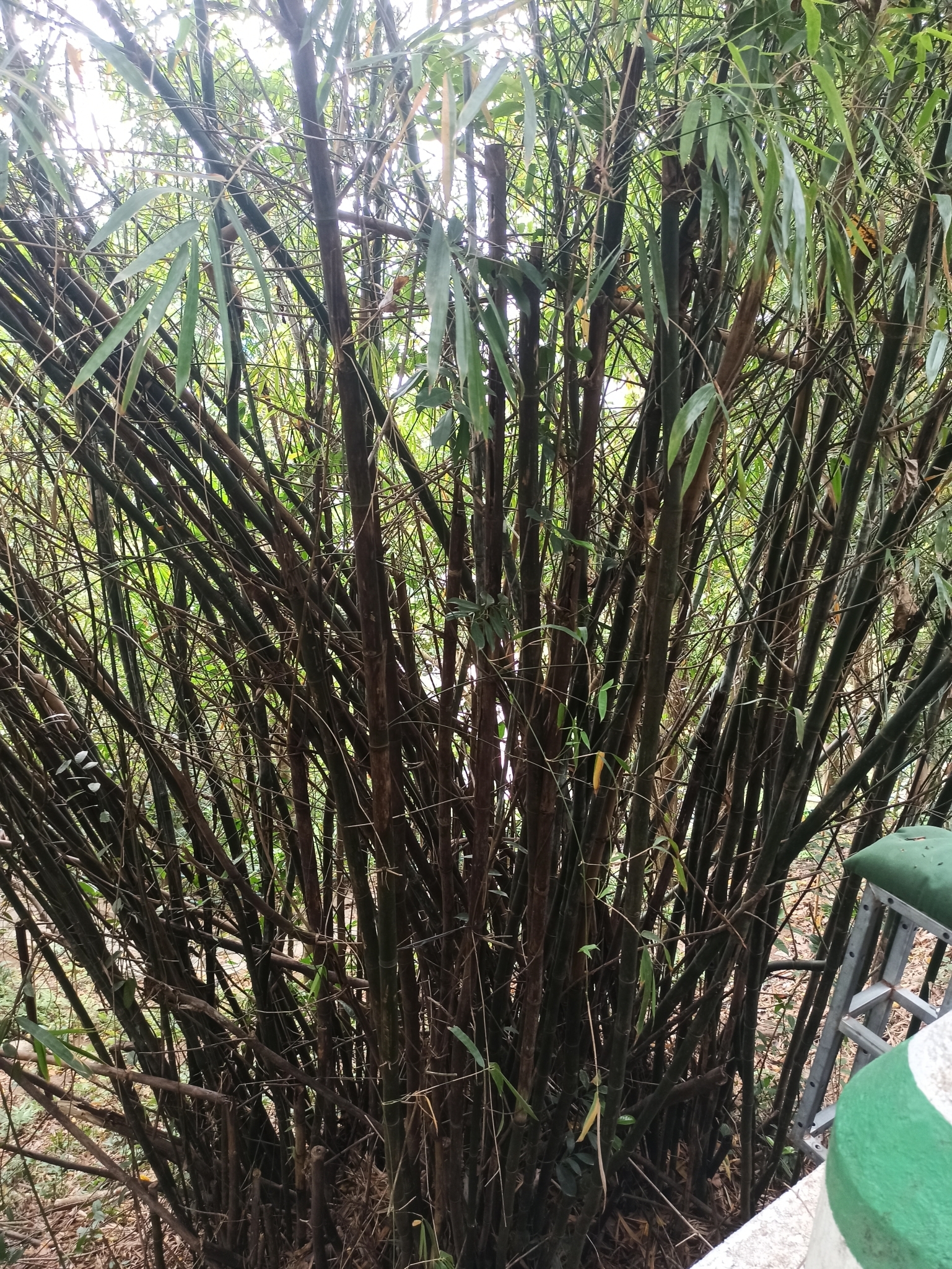Imagem de Bambu-chinês