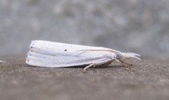 Microcrambus biguttellus