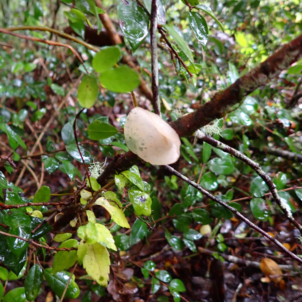 Gloeosoma vitellinum · April 2025 · photo: © cristianriquelme (iNaturalist, cc-by)