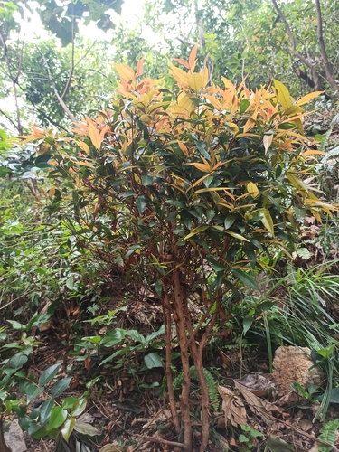 Syzygium hancei observed 2025-04-27