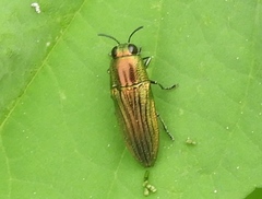 Agaeocera scintillans