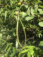 Periploca sepium