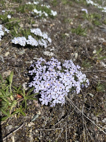 Tufted phlox (Phlox caespitosa)
