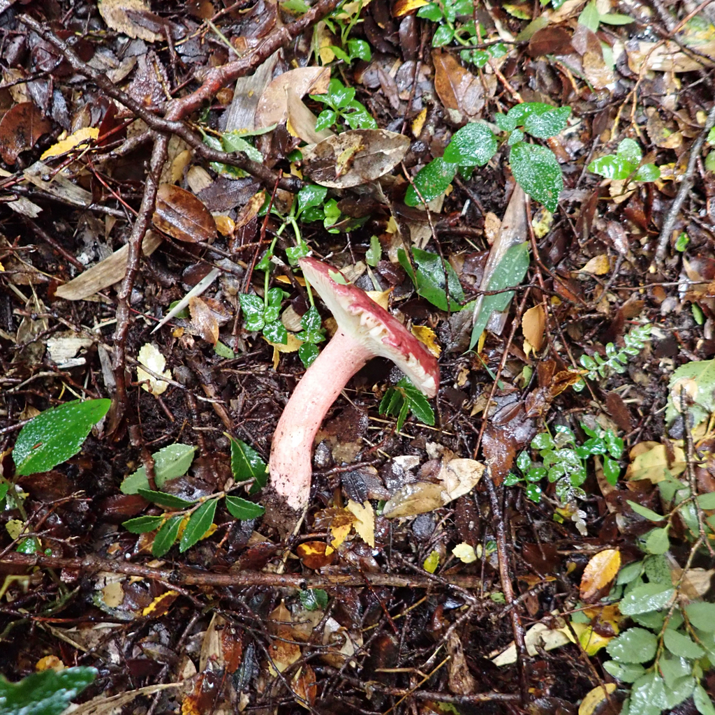 Russula nothofaginea · April 2025 · photo: © cristianriquelme (iNaturalist, cc-by)