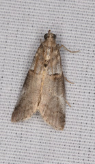 Acrobasis tricolorella