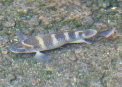 Abudefduf concolor
