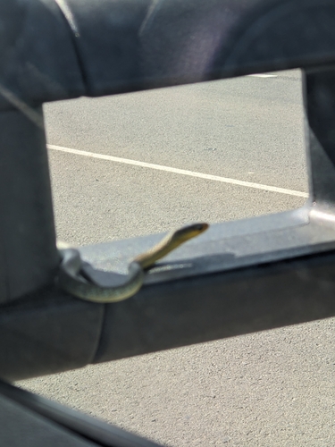 Common Tree Snake sighting