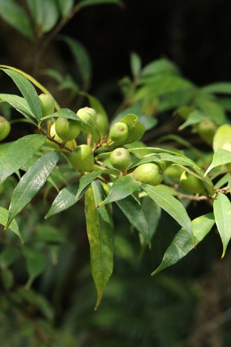 Pear-fruit Fig (Ficus pyriformis)