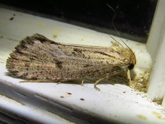 Acrolophus mortipennella