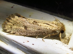 Acrolophus mortipennella