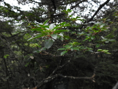 Enkianthus