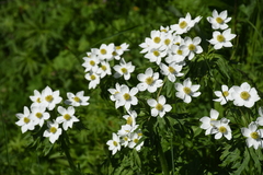 Anemonastrum fasciculatum