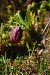 Fritillaria latifolia