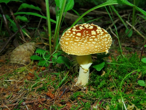 Royal fly agaric