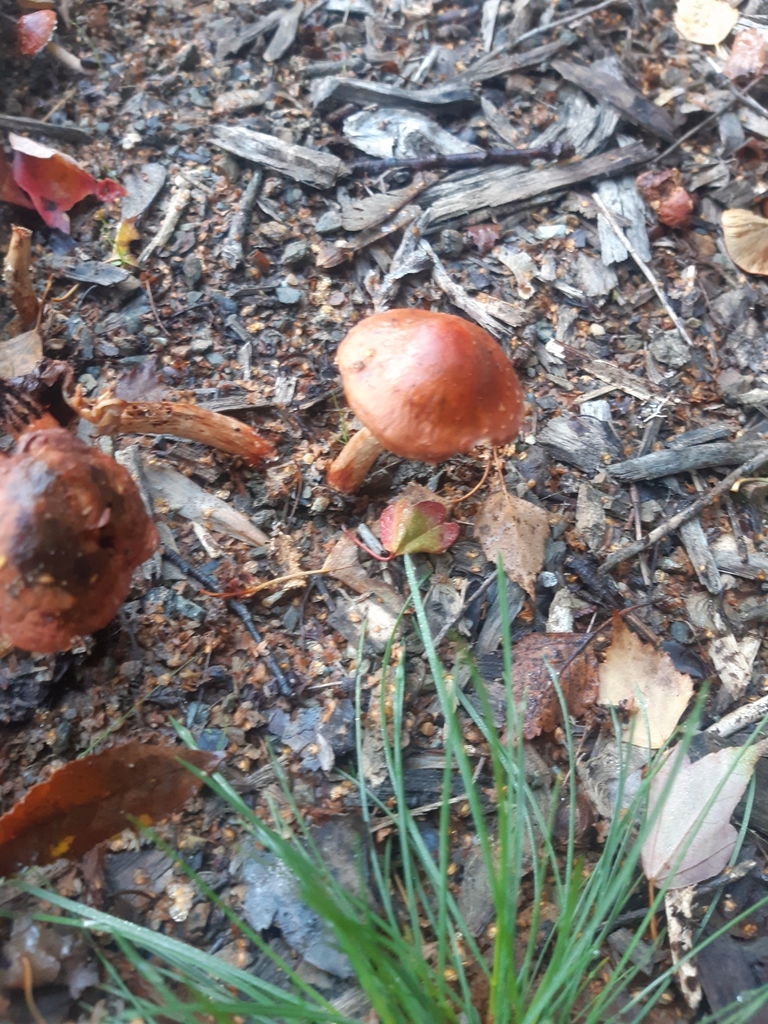 Leratiomyces ceres · April 2025 · photo: © georgecox (iNaturalist, cc0)