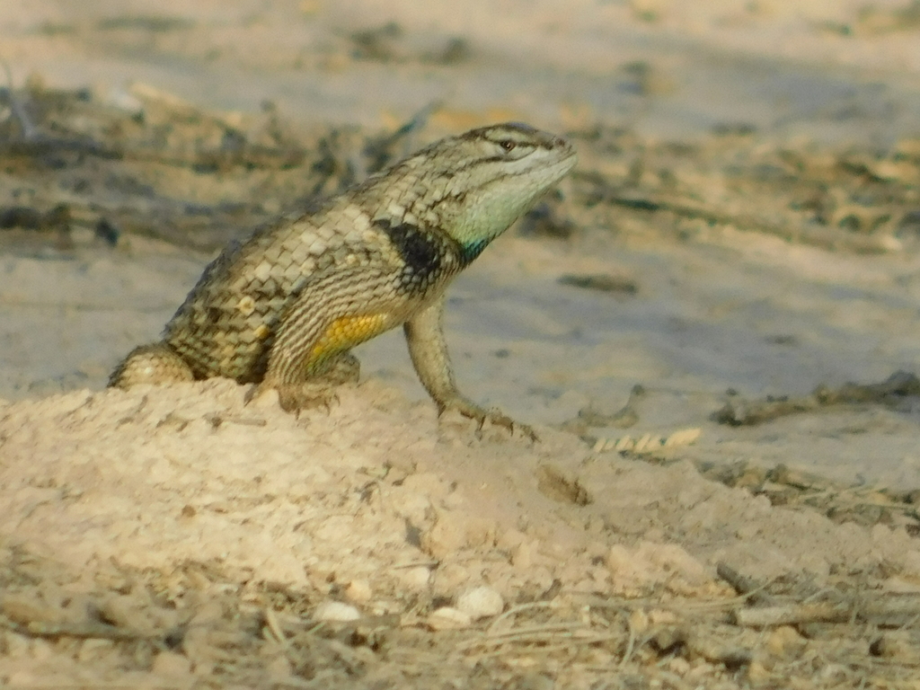 Twin-spotted Spiny Lizard (Mammals, Amphibians, & Reptiles of the