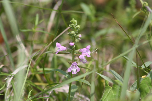 Image of Warnockia scutellarioides by no rights reserved