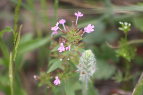 Image of Hedeoma acinoides by no rights reserved