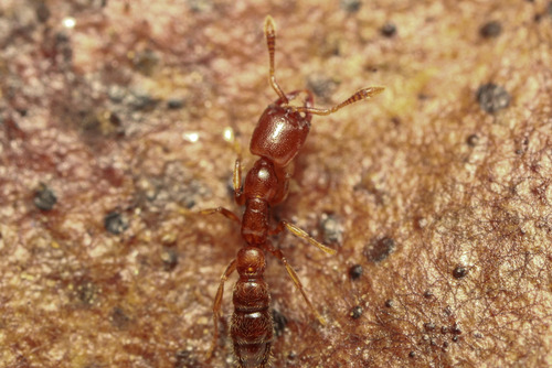 Fulakora monrosiFulakora monrosi