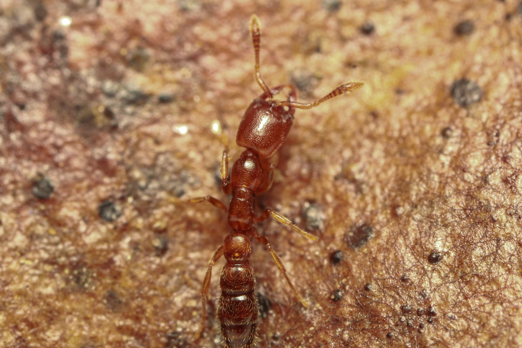 Fulakora monrosi
