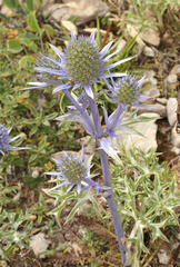 Eryngium bourgatii